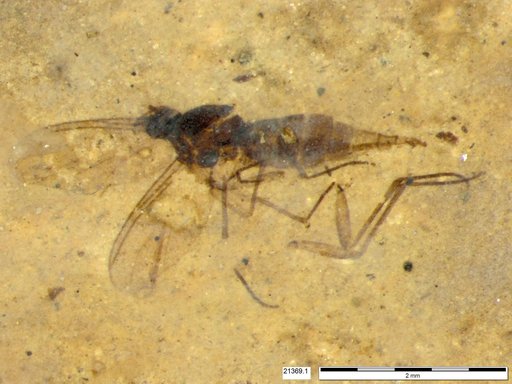Sciaridae
