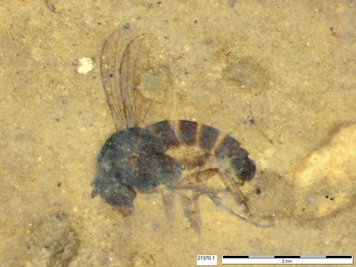 Diptera