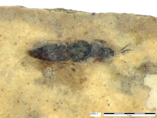 Genus sp