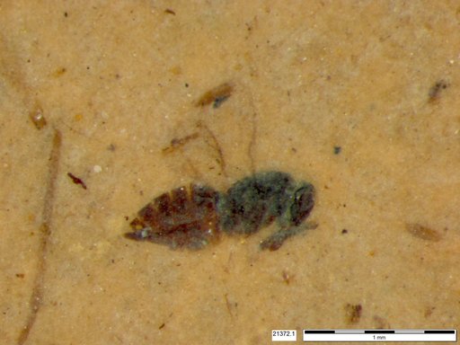 Genus sp