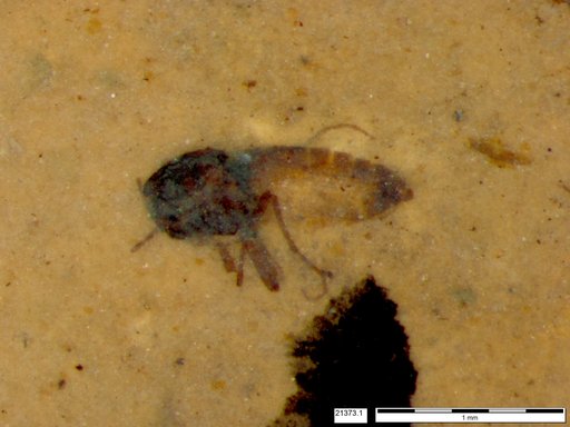 Diptera