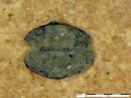 Tracheophyta