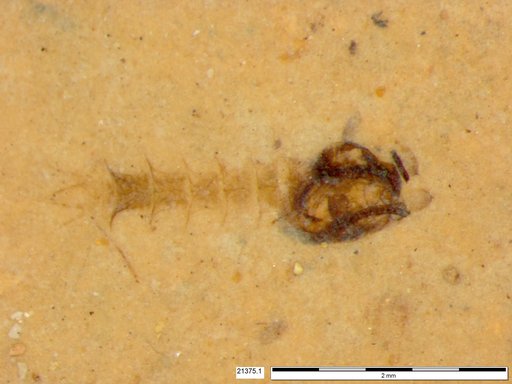 Chaoboridae
