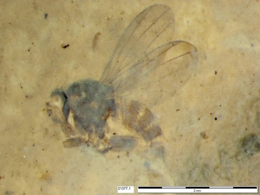 Diptera