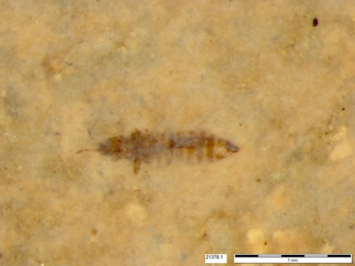 Genus sp
