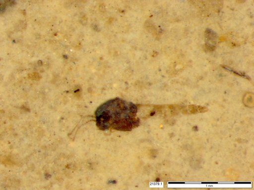 Diptera