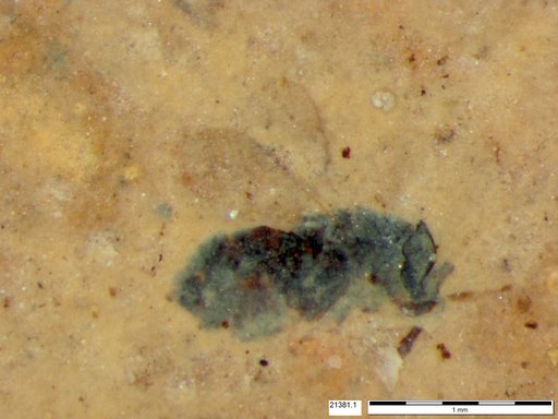 Genus sp