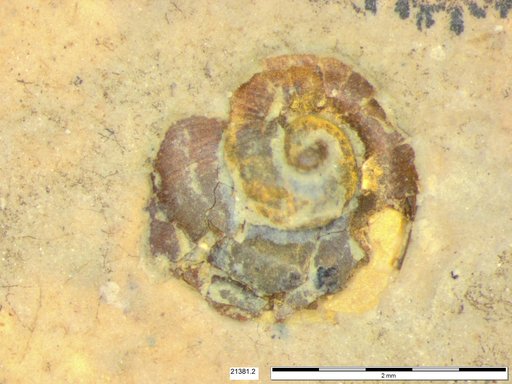 Gastropoda