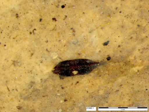 Tracheophyta
