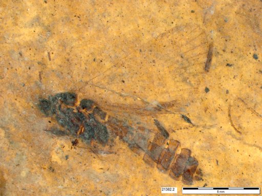 Genus sp