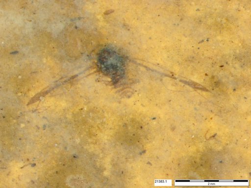 Aphididae