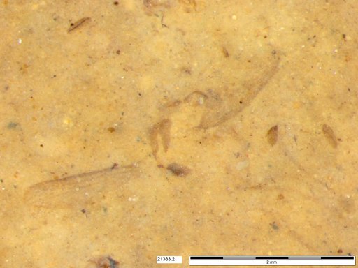 Chaoboridae