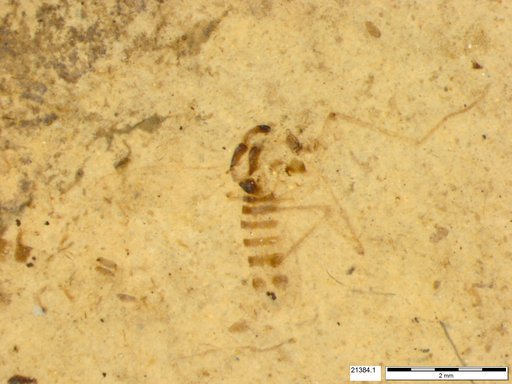 Chaoboridae