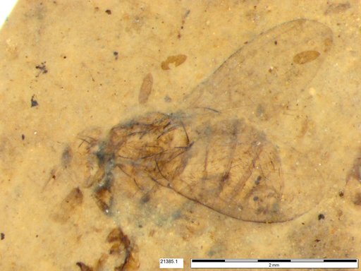 Diptera