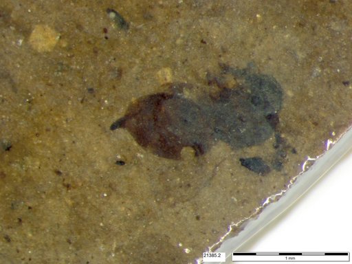 Tracheophyta
