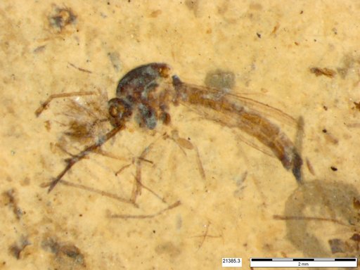 Genus sp