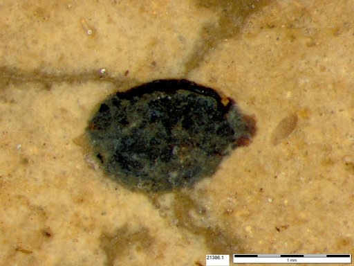 Tracheophyta