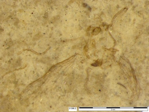 Diptera