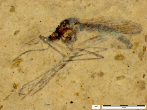 Genus sp