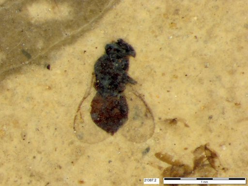 Genus sp
