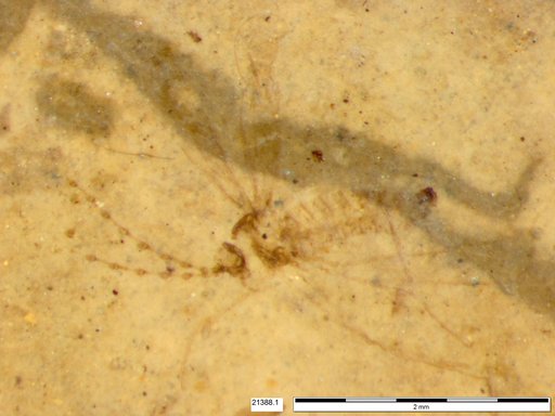 Cecidomyiidae