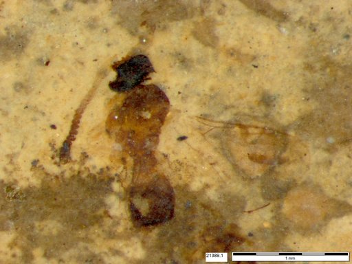 Diapriidae