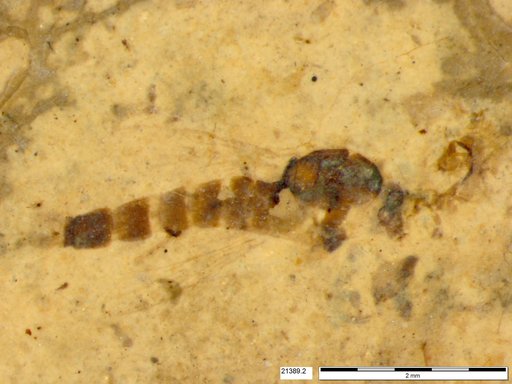 Chaoboridae