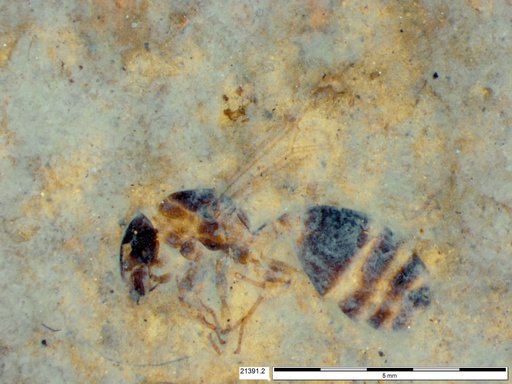 Formicidae