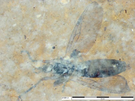 Genus sp
