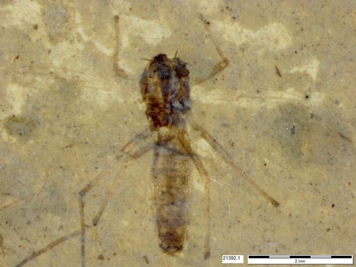 Diptera