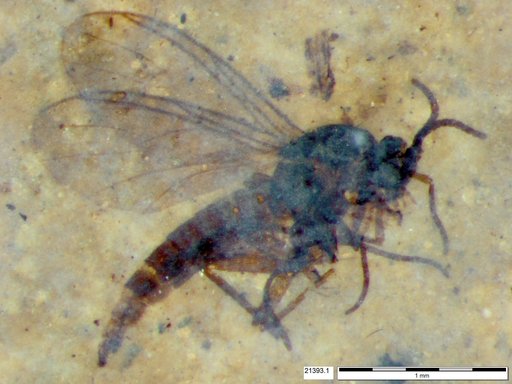 Diptera
