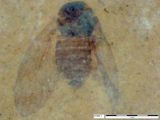 Psychodidae