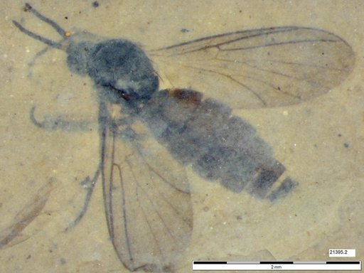Diptera