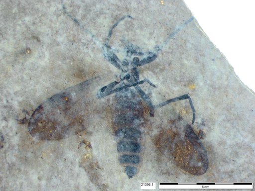 Genus sp