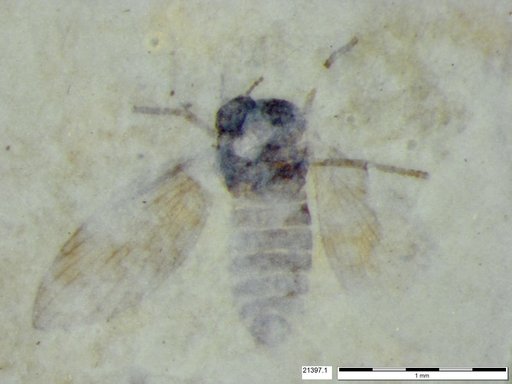 Psychodidae