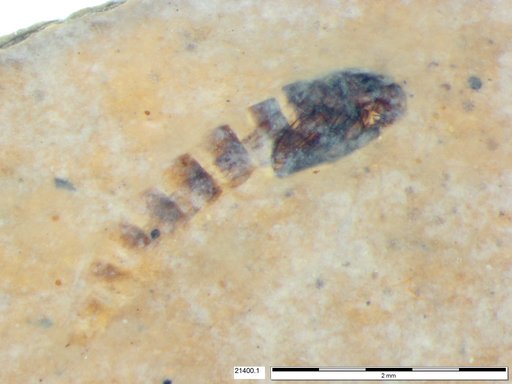 Diptera