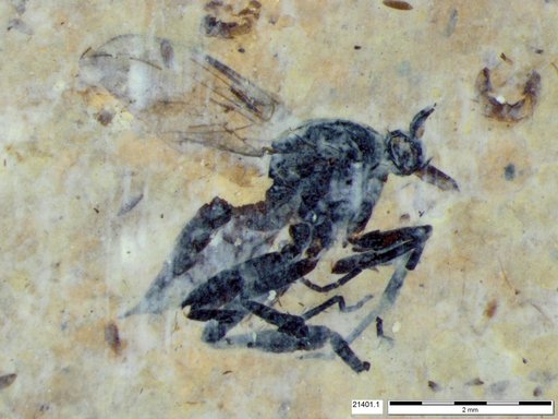 Empididae