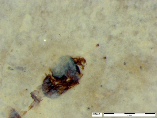 Diptera
