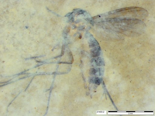 Mycetophilidae