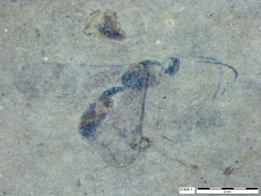 Ichneumonidae