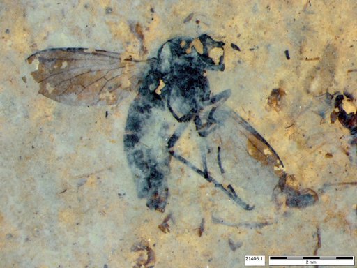 Diptera
