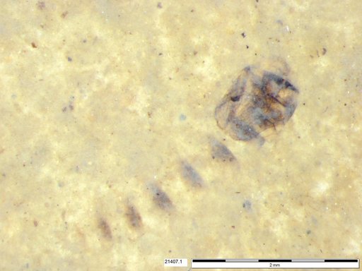Diptera