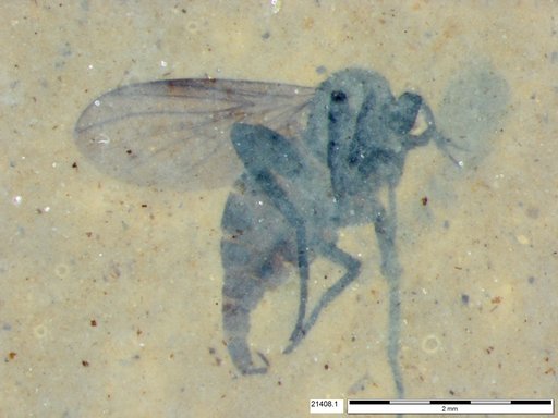 Diptera
