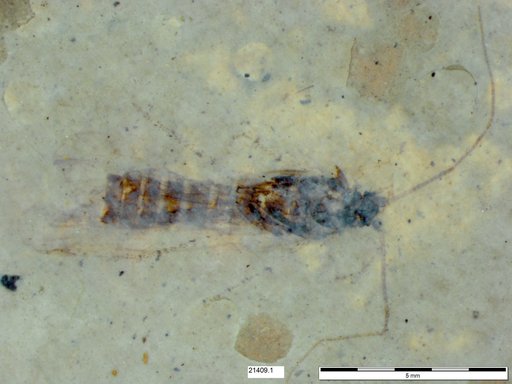 Genus sp