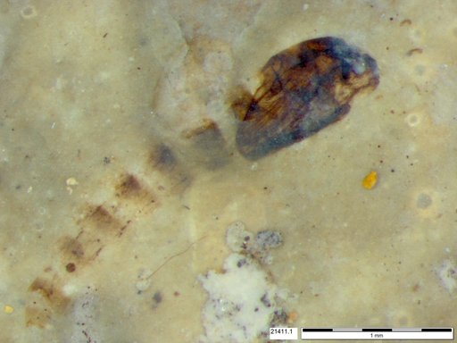 Diptera