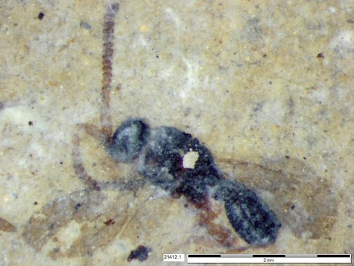 Diapriidae