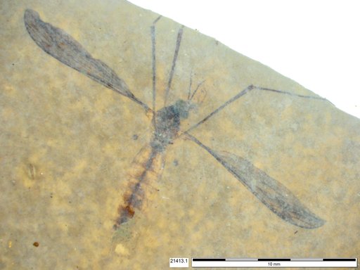 Diptera