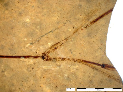 Tracheophyta
