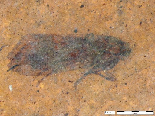 Genus sp