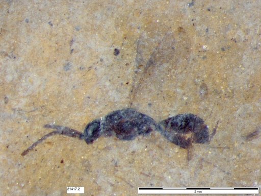 Proctotrupidae